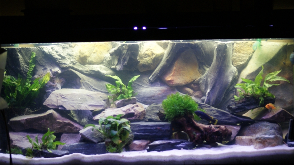 Aquarium Hauptansicht von Becken 200l Malawi nur noch als Beispiel