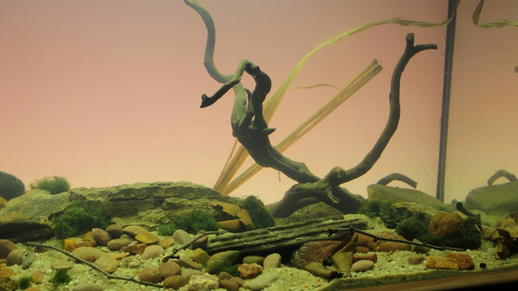 Aquarium Hauptansicht von Matano Lake