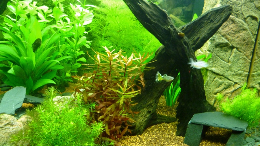 Aquarium Hauptansicht von Juwel Lido 120 weiß