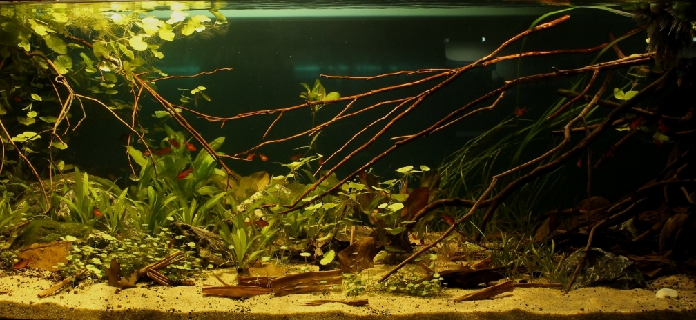 Aquarium Hauptansicht von Rio Formoso