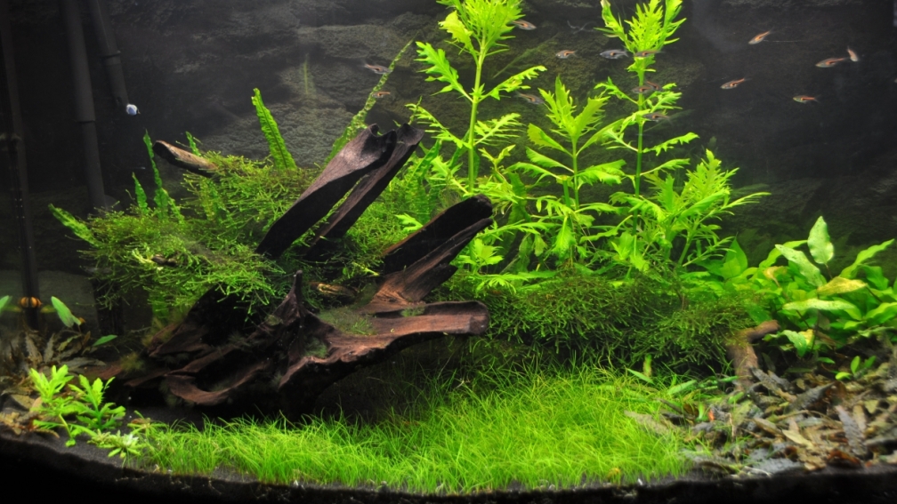 Aquarium Hauptansicht von green revolution