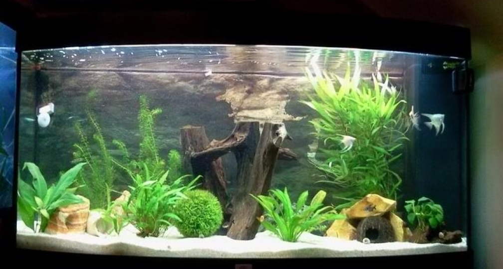 Aquarium Hauptansicht von Gesellschaftsbecken