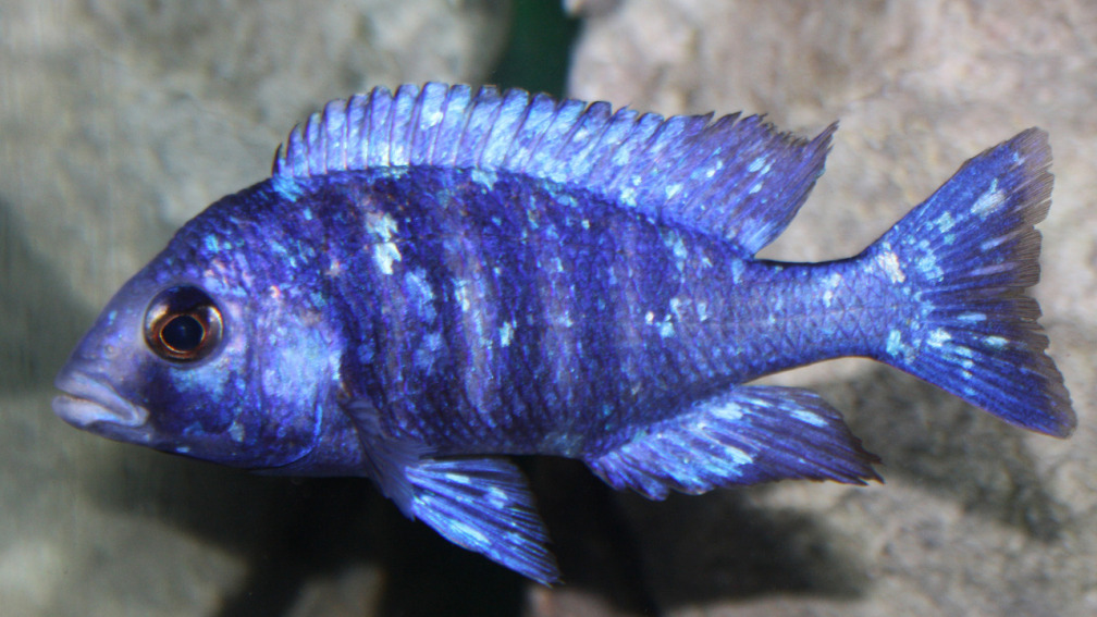 Afrikas Lake Malawi mit dem, Placidochromis lupingu 