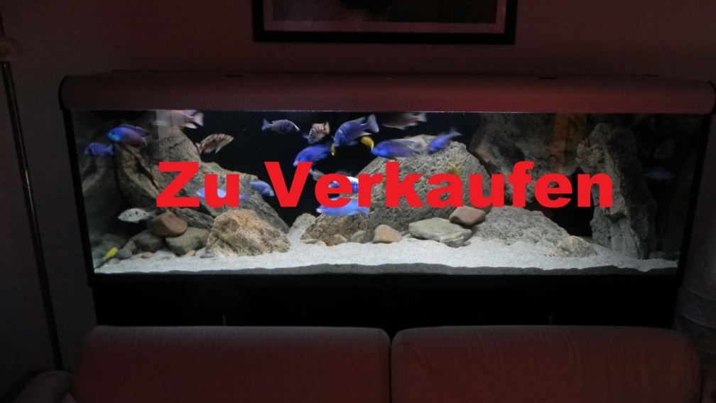 Aquarium Hauptansicht von ZU VERKAUFEN OPEN FREE TERRITORY