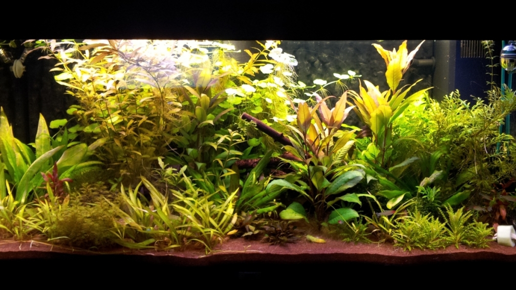 JUWEL Rio 180 - April 2012