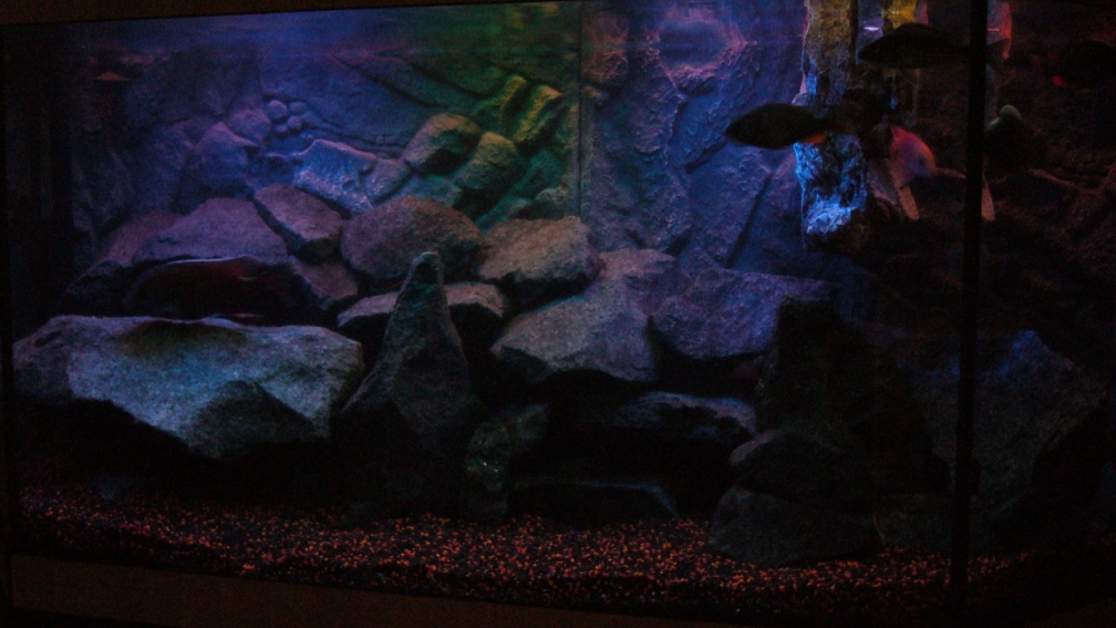 Hauptbild des Aquariums mit Sonnenuntergang Simulation