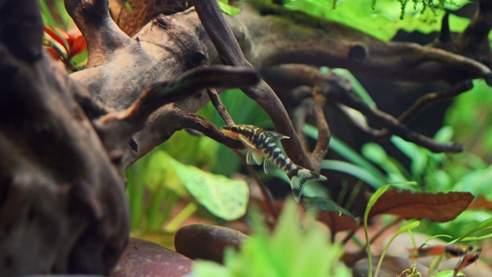 Zebra Ohrgitterharnischwelse / Otocinclus cocama 