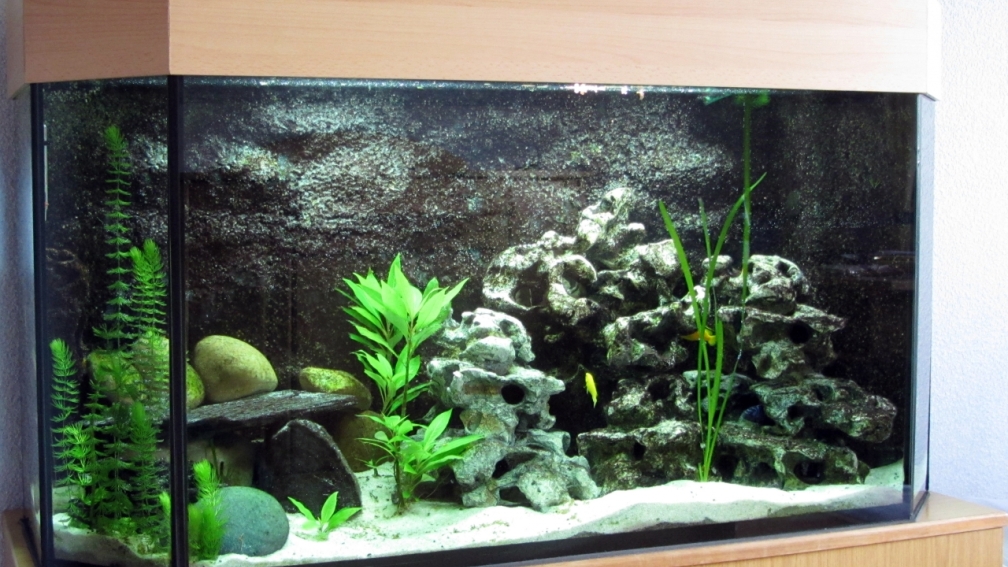 Aquarium Hauptansicht von Malawibecken