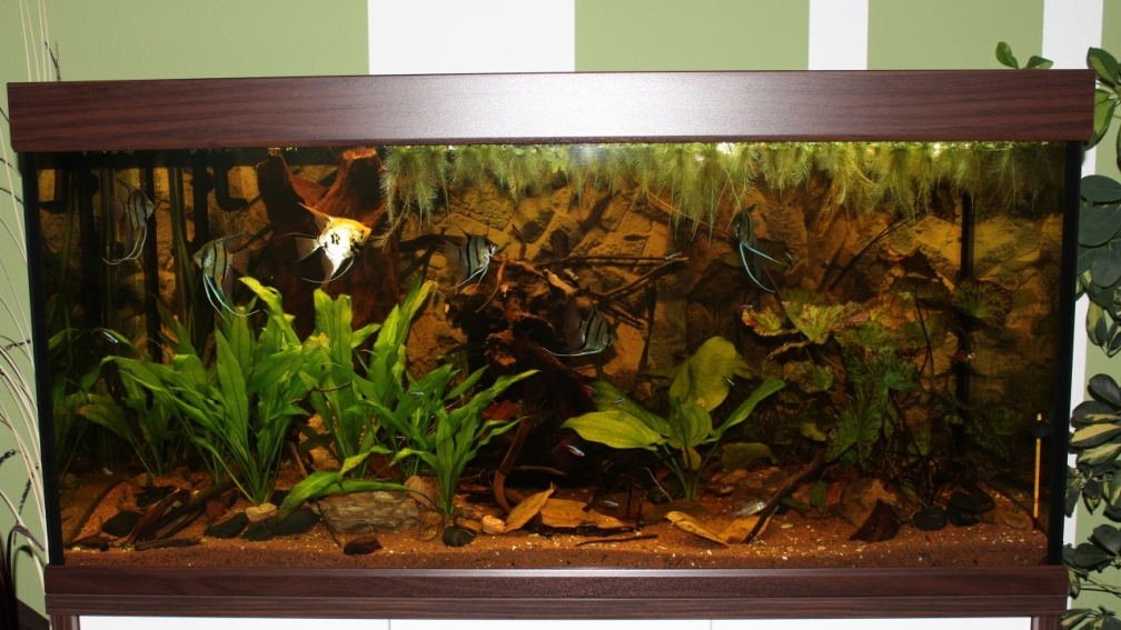 Aquarium Hauptansicht von Amazonas 460L