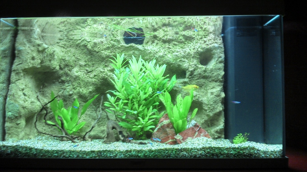 Aquarium Hauptansicht von Gesellschafts Aquarium
