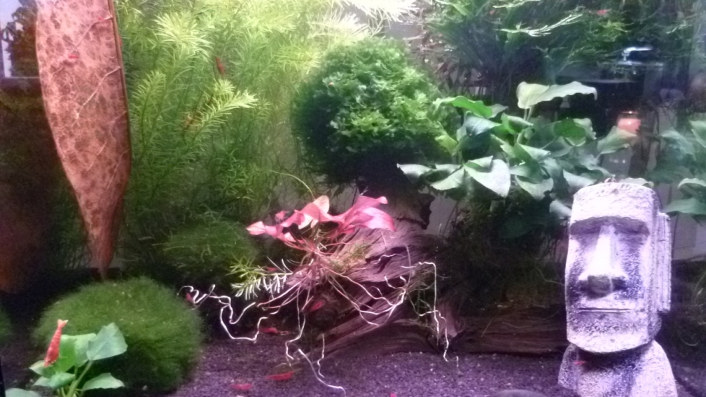 Aquarium Hauptansicht von garnelenhobby.de 60 Liter