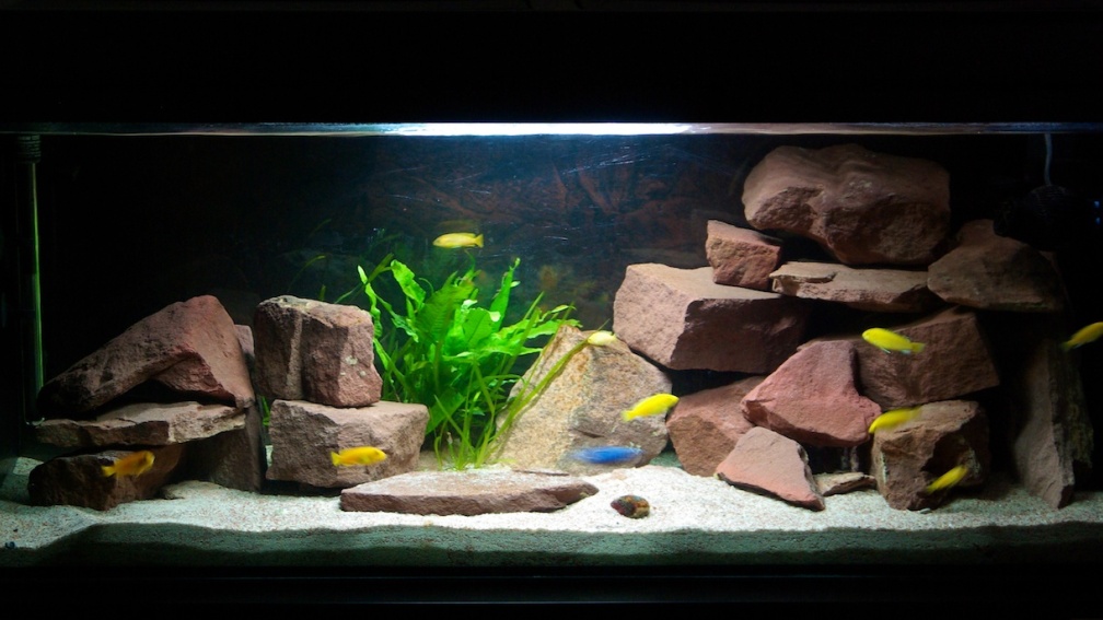 Aquarium Hauptansicht von Wohnzimmer