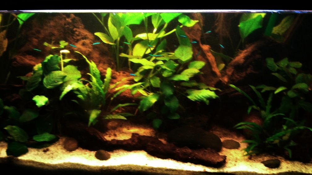Aquarium Hauptansicht von Des Neons feuchter Traum