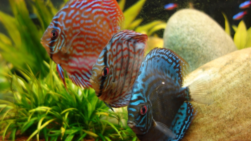 Aquarium Hauptansicht von AmazonParadies