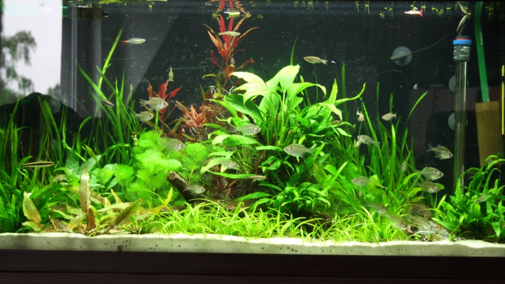 Aquarium Hauptansicht von Gesellschaftsbeckern