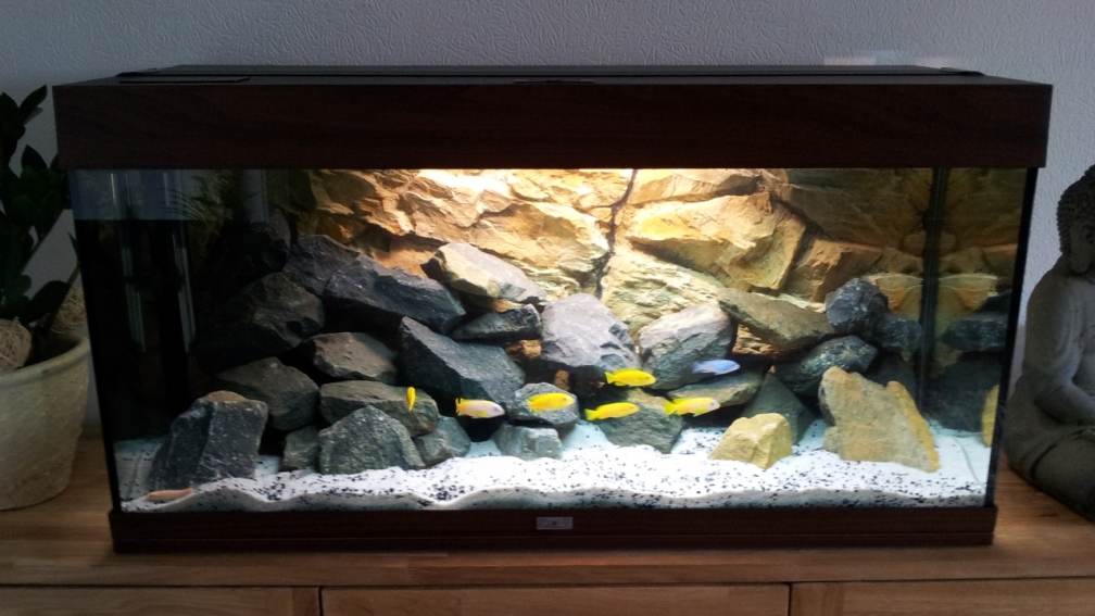 https://www.top-aquariums.com/tamainimage23085.jpg