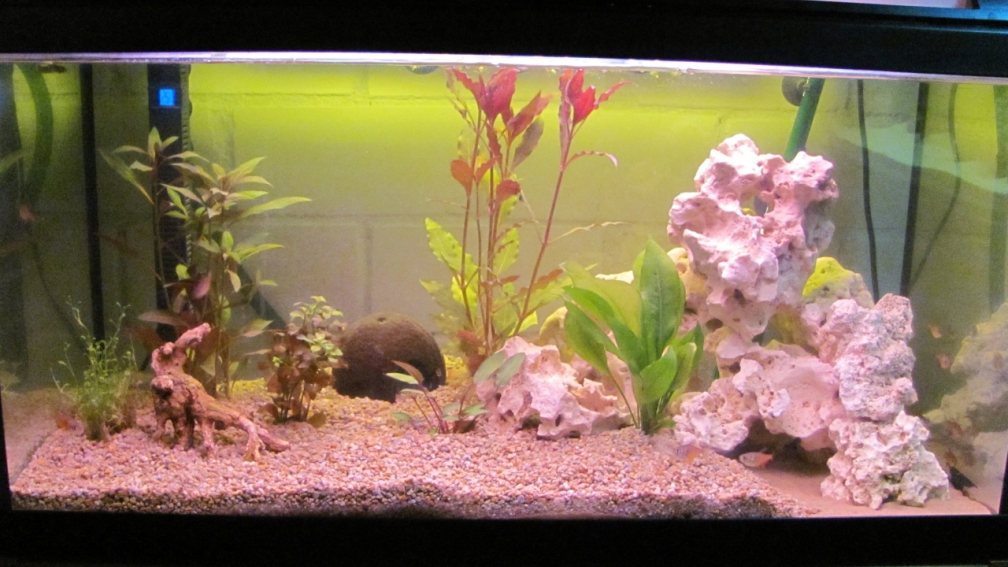 Aquarium Hauptansicht von 120 Liter Roter von Rio