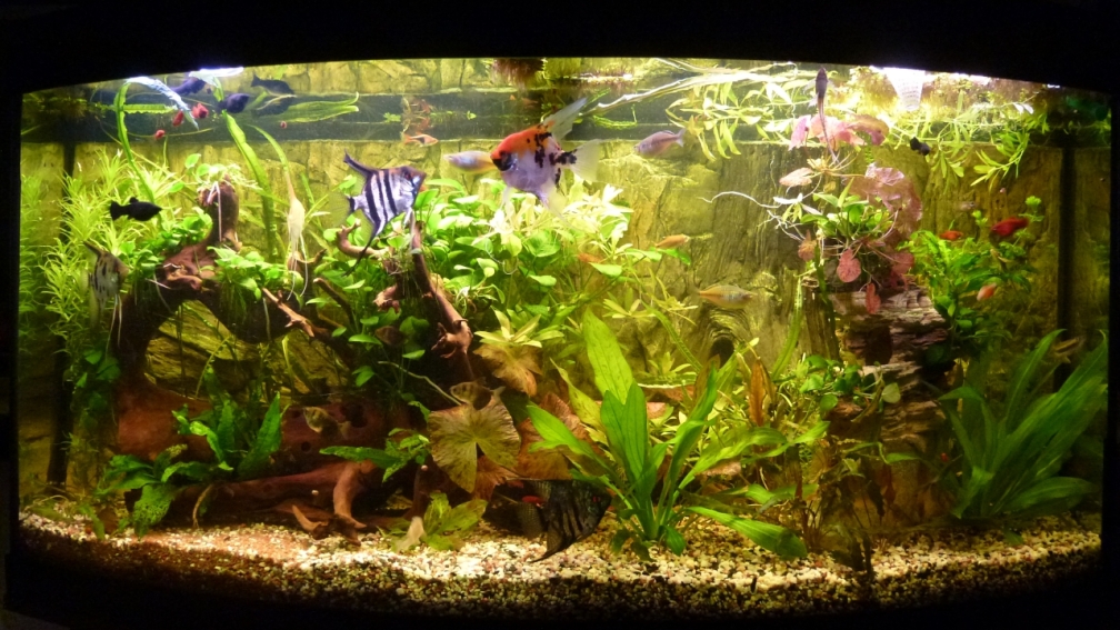 5 Kunterbunte Skalare, 3 Regenbogenfische etc.