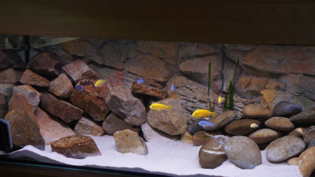 Richy´s Aquarium