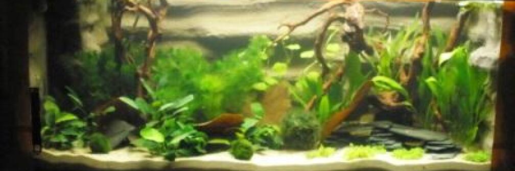 Aquarium Hauptansicht von Mein Aquarium