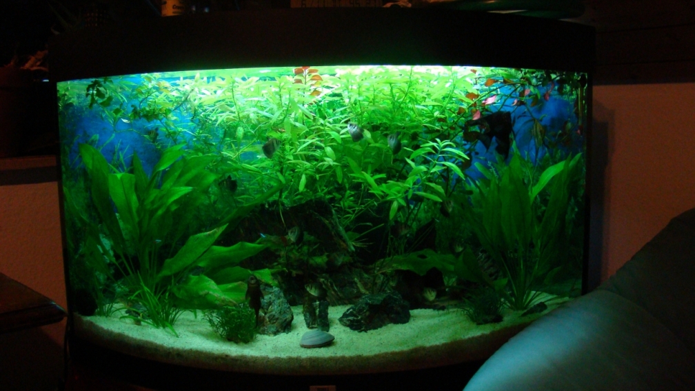 Aquarium Hauptansicht von Black Forest