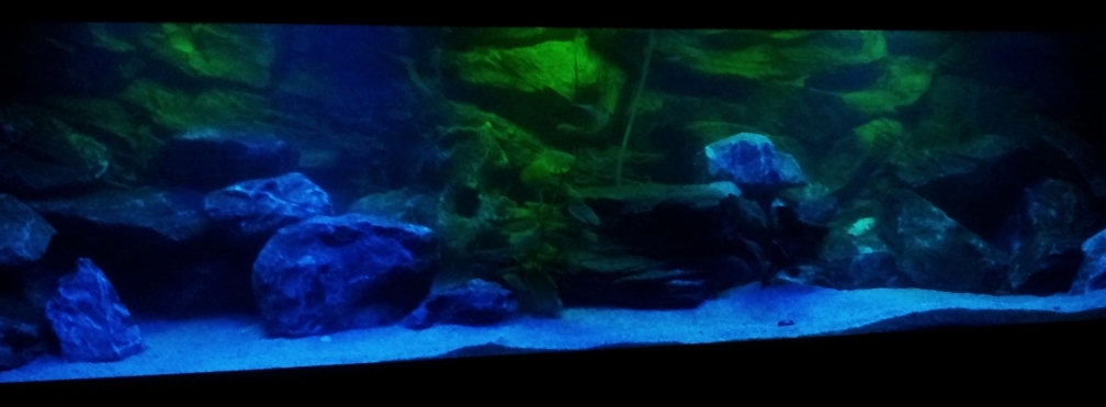 Aquarium Hauptansicht von Malawibecken