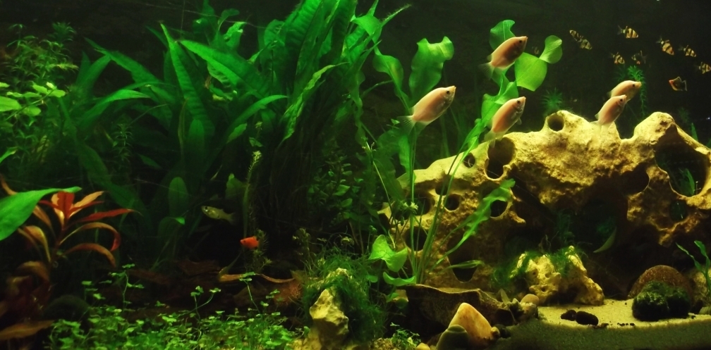 Aquarium Hauptansicht von Trockentauchen im Wohnzimmer )