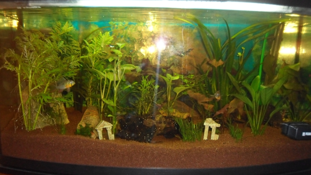 Aquarium Hauptansicht von Geselschaftsbecken  112 L