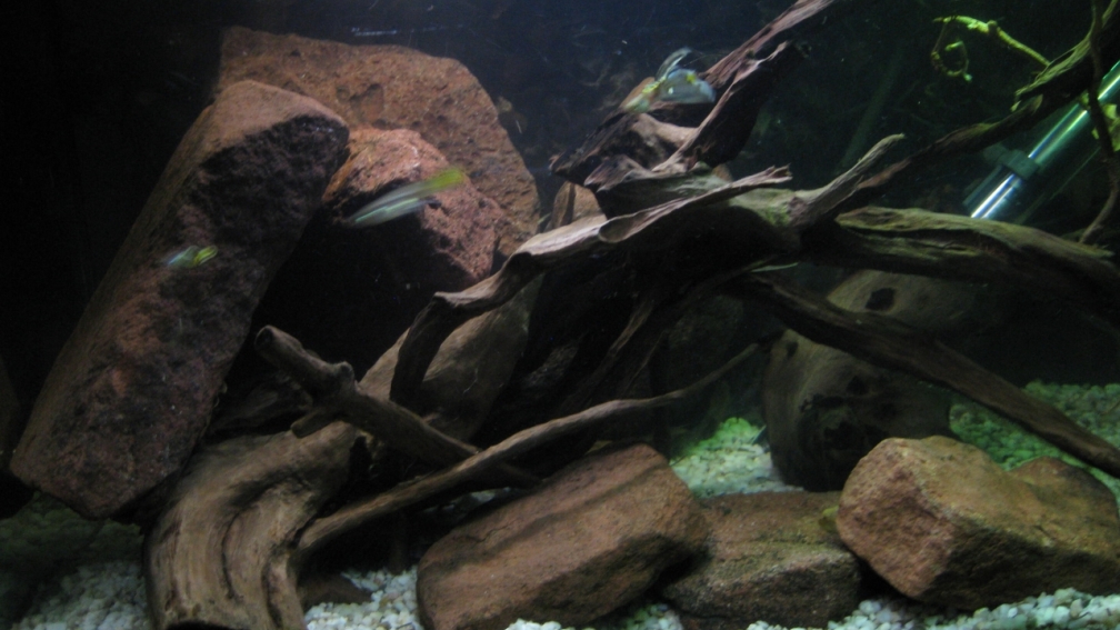 Aquarium Hauptansicht von Guppy-Zuchtstation