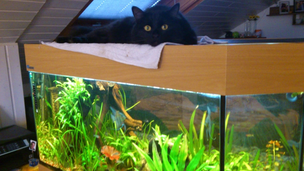 Milow und sein Aquarium