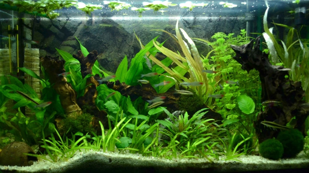 Amerikanisches Gesellschaftsbecken