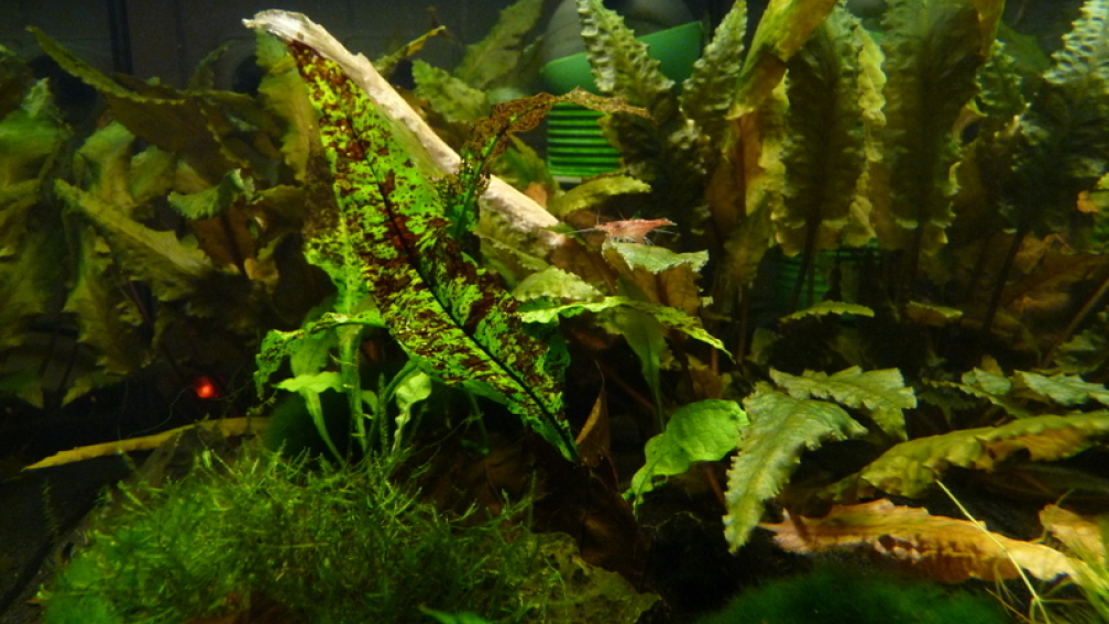 Aquarium Hauptansicht von 63er-Red Fire