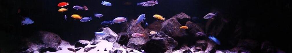 Aquarium Hauptansicht von Malawibiotop - 1.400 Liter