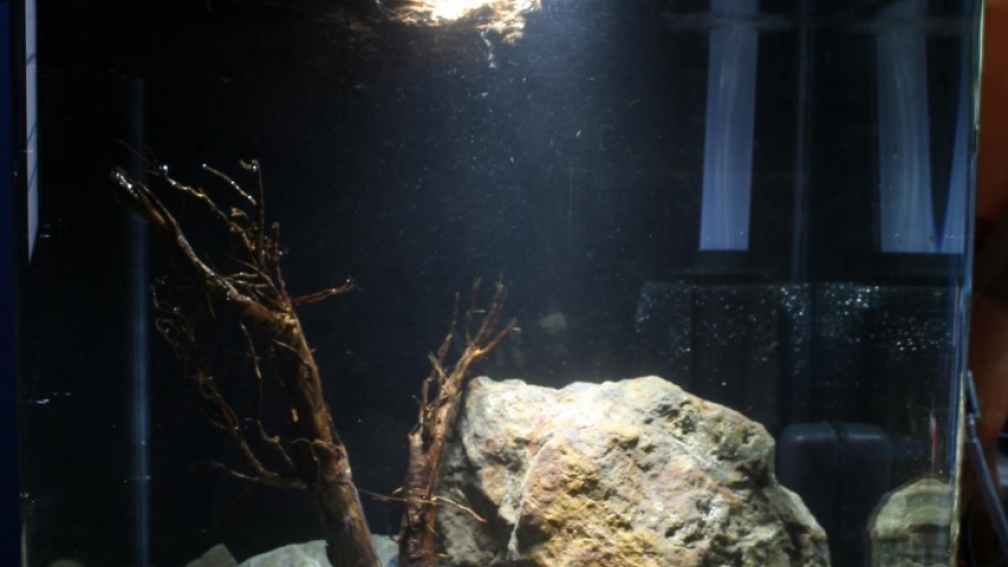 Aquarium Hauptansicht von Matano Lake (existiert nicht mehr)