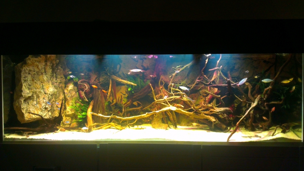 Aquarium Hauptansicht von Gesellschafftsbecken Südamerika(nur noch als Bsp.)