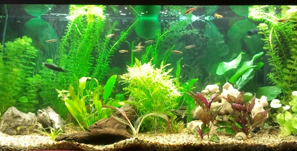 Gesamtansicht vom 15.12.2012 nach teilweiser Neubepflanzung