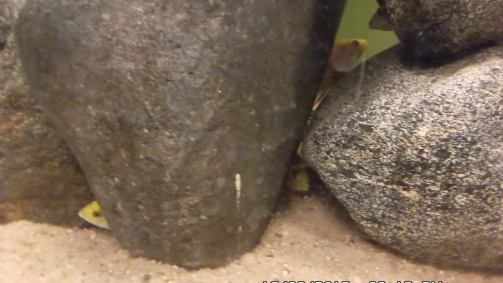 Aquarium Hauptansicht von Mbuna Baby Dream 2