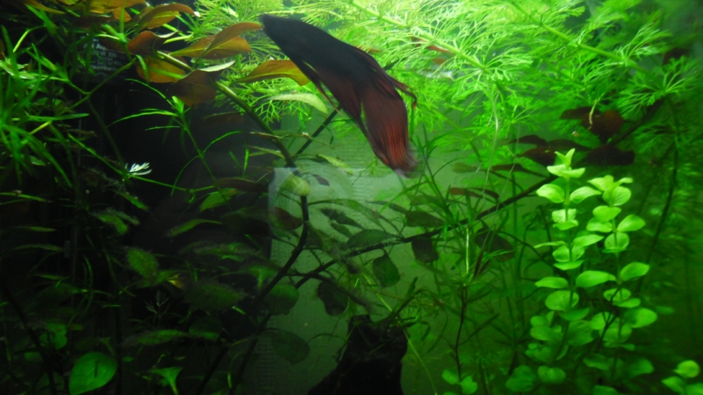Aquarium Hauptansicht von Betta Männchen -rot- 30liter