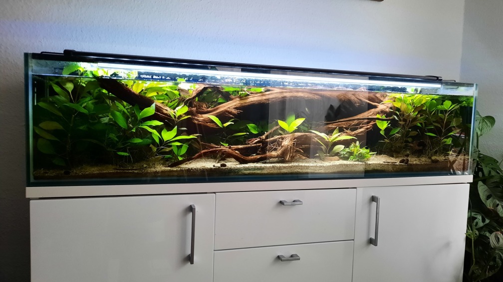 Aquarium Hauptansicht von 130cm Asiatisches Flachwasser-Biotop