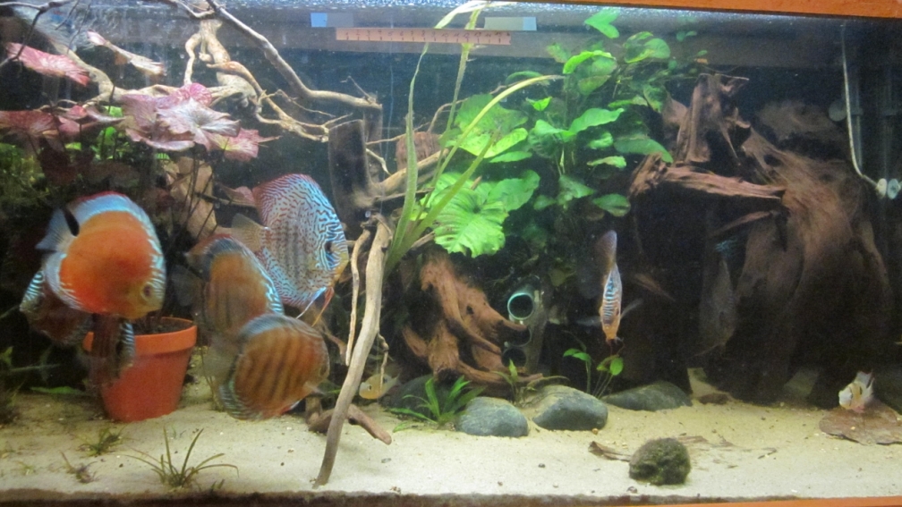 Aquarium Hauptansicht von Diskus Traum # abgebaut#