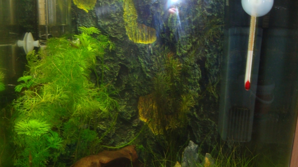 Aquarium Hauptansicht von Nano 1