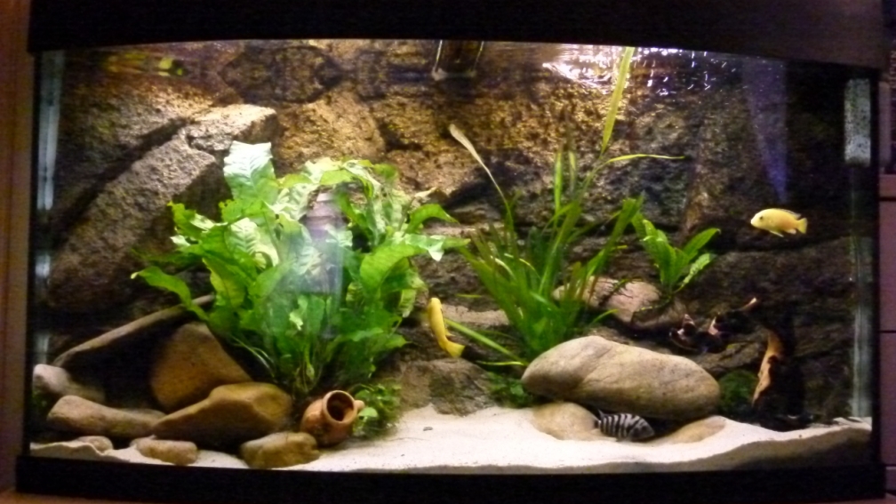 Aquarium Hauptansicht von JUWEL Vision 180 (Existiert so nicht mehr)