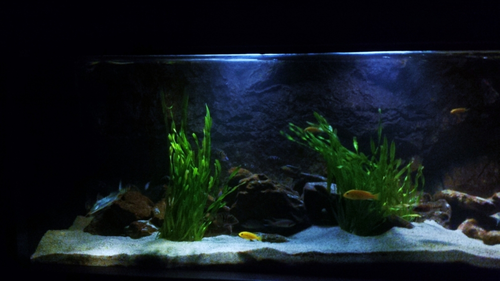 Aquarium Hauptansicht von Ein Stück Heimat