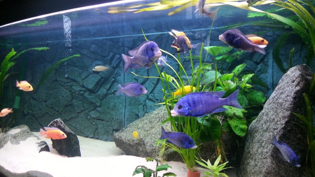 Aquarium Hauptansicht von African Tank Pl.Mdoka