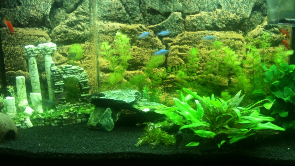 Mein erstes Aquarium