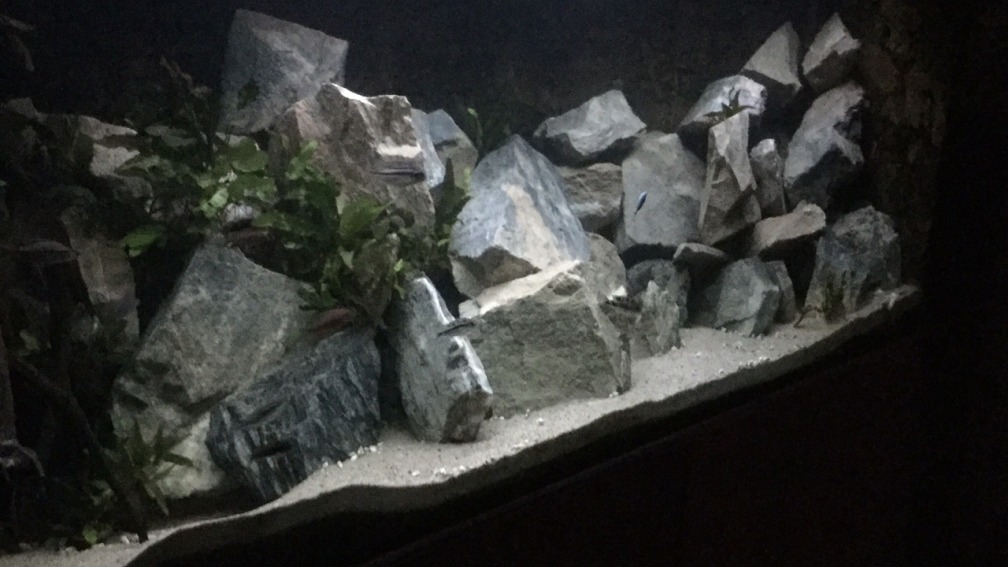 Aquarium Hauptansicht von Steinbruch