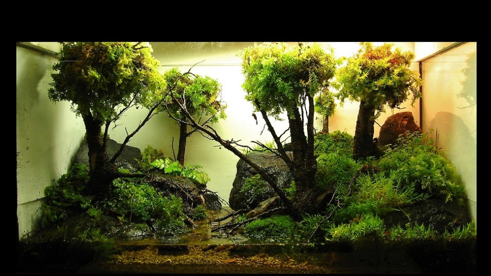 Aquarium Hauptansicht von 'Mossy Forest' Paludarium