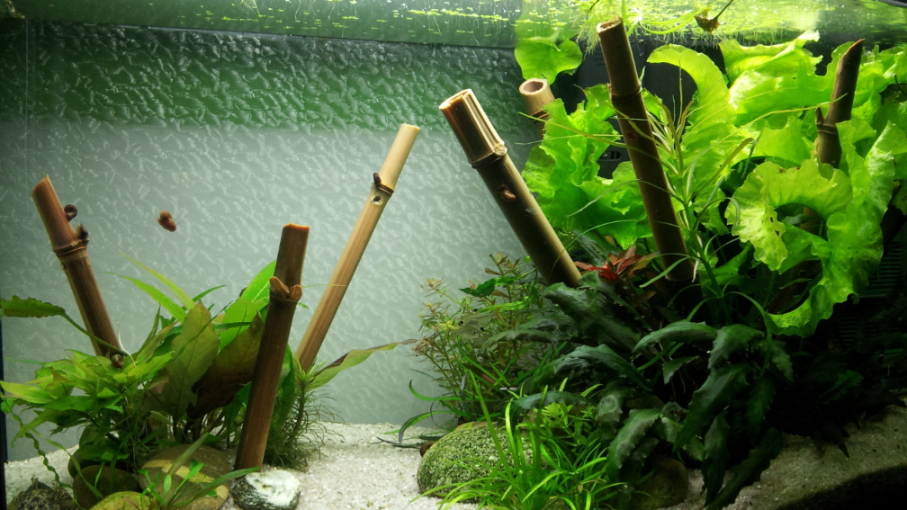 Aquarium Hauptansicht von Asiatischer Südamerikaner