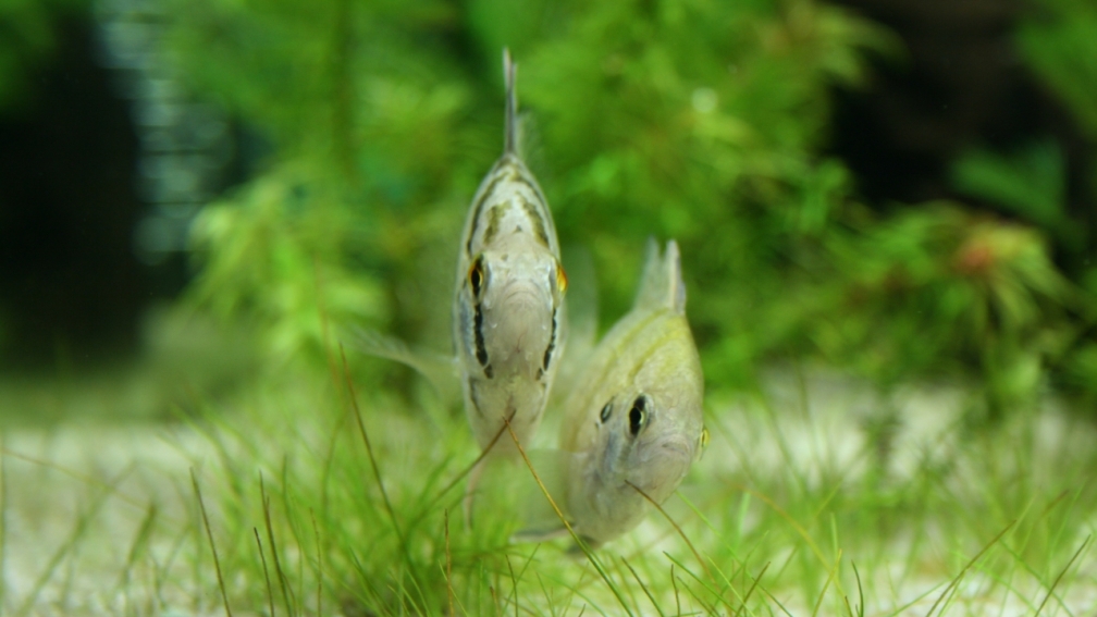 Aquarium Hauptansicht von zurück zu den Anfängen (aufgelöst und verkauft)