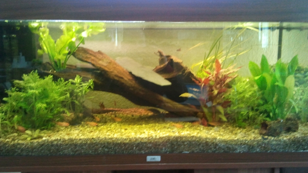Mein Gesellschaftsaquarium 2012